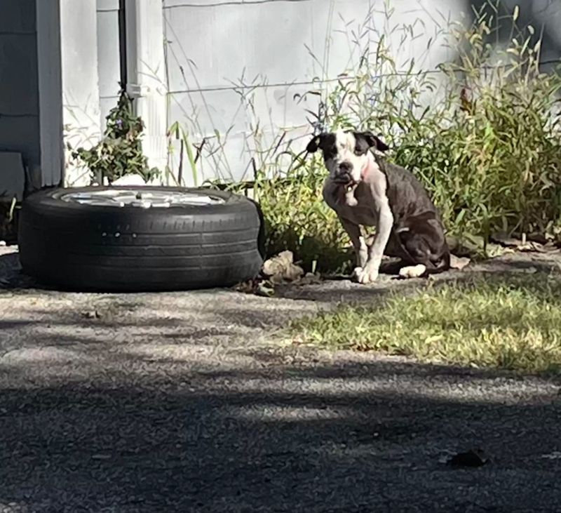 Źródło: Stray Rescue of St. Louis (SRSL)