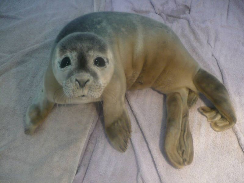 Facebook/Natureland Seal Sanctuary