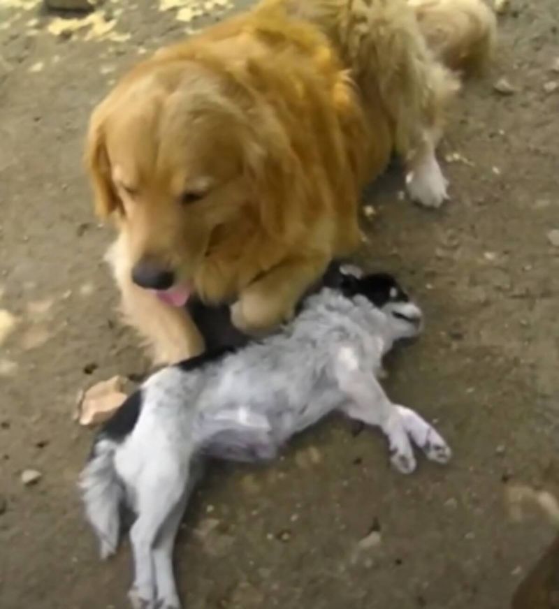 Źródło: Golden Retriever – Dog Awesome / YouTube.com