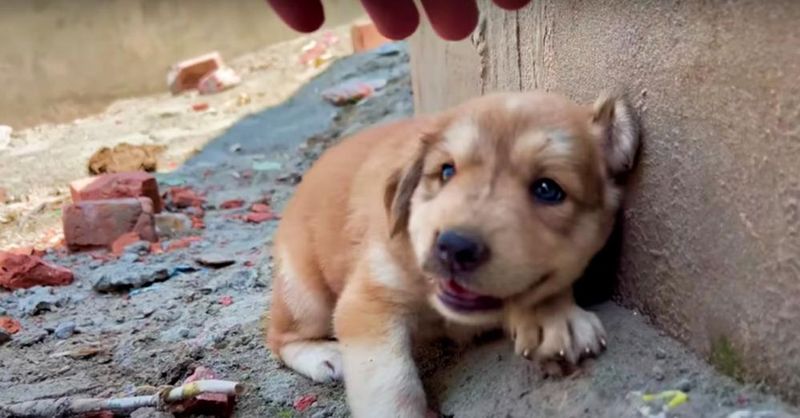 Źródło: Puppies Cottage – Rescue Center / YouTube.com
