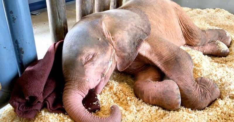 Źródło: HERD Elephant Orphanage South Africa / YouTube.com