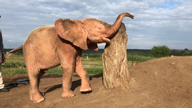 Źródło: HERD Elephant Orphanage South Africa / YouTube.com