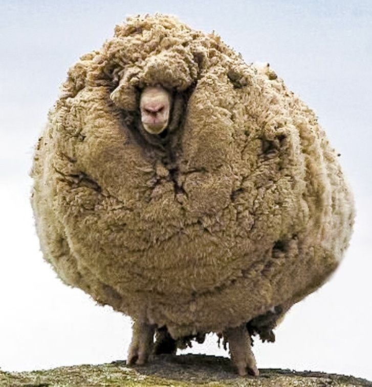 © SHREK The Famous Hermit Sheep Of Tarras / facebook