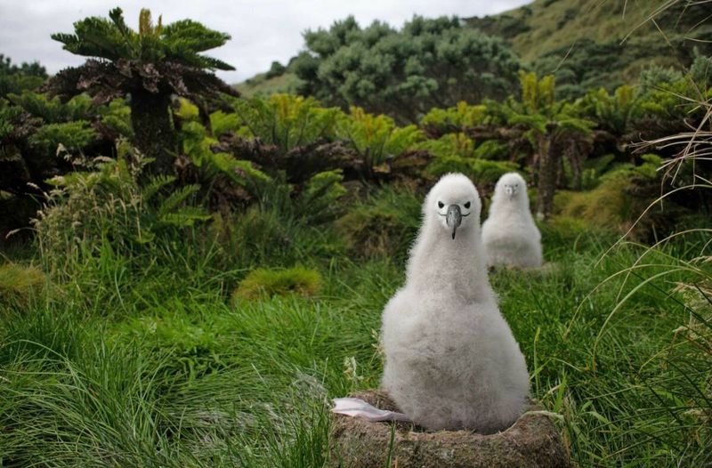nationalgeographic