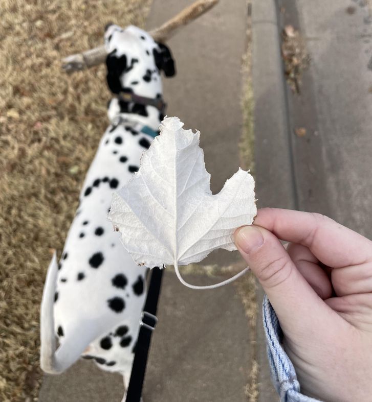 © -CharethCutestory / Reddit