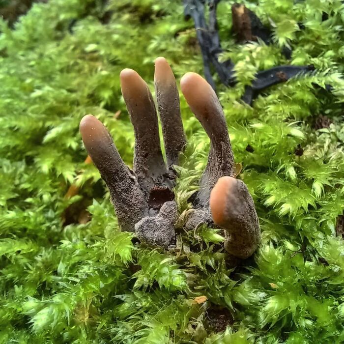  northwalesmushrooms 