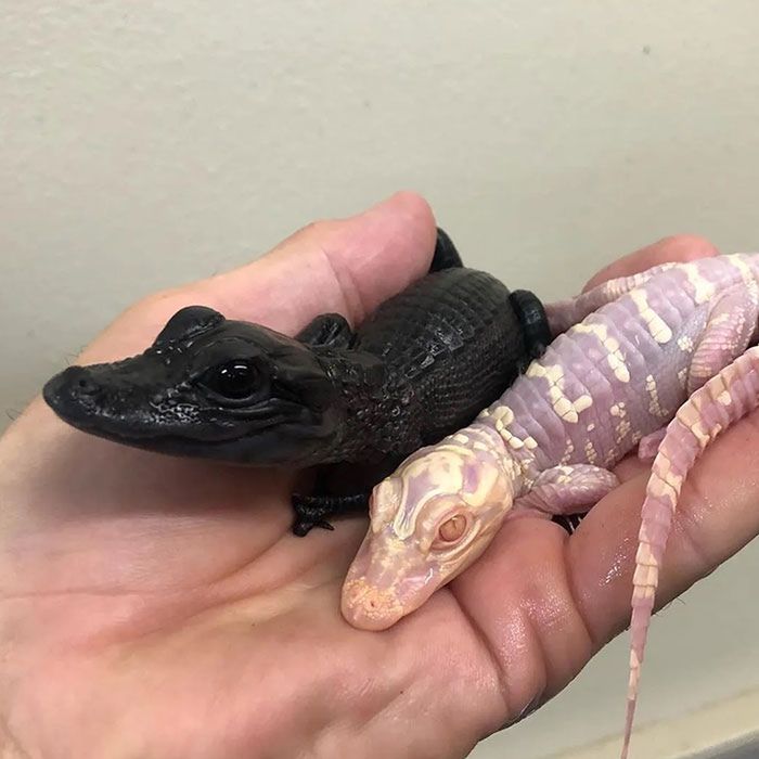  snakebytestv 