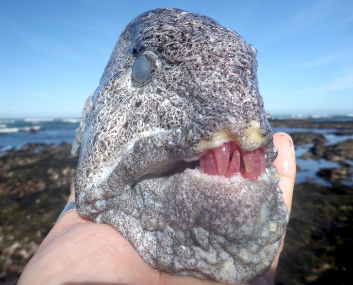 © PacificKestrel / reddit