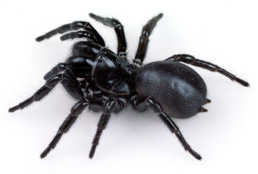 Blue Mountains Funnel-web Spider, femalePhotographer: M Gray © Australian Museum