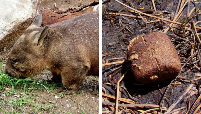 Źródło: https://pixabay.com/pl/wombat-australia-przyrody-1309258/