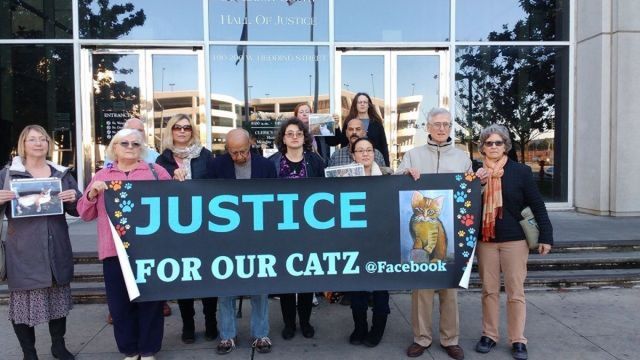 facebook / Justice for our catz