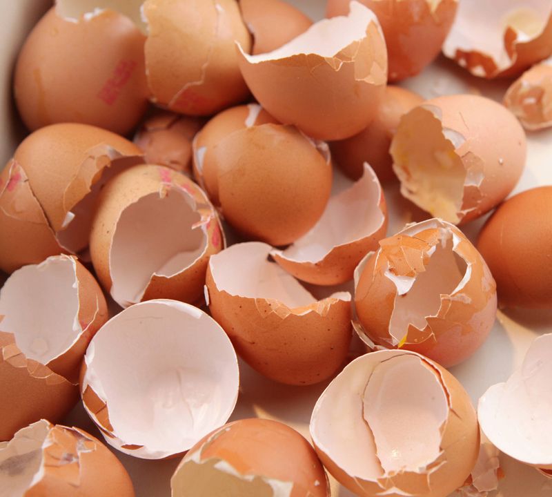 Skorupki po jajkach – Pyszności; Foto: Canva