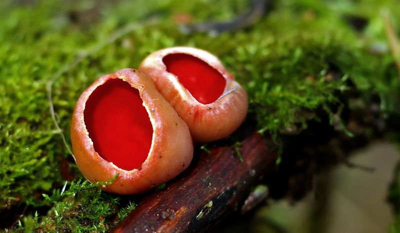 Grzyby wiosenne: czarka szkarłatna rośnie od grudnia do maja – Pyszności; Fot. Adobe Stock