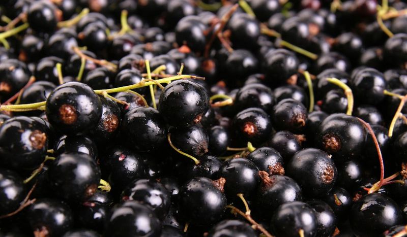 Czarna porzeczka to jeden z najzdrowszych owoców — Pyszności; Foto Canva.com