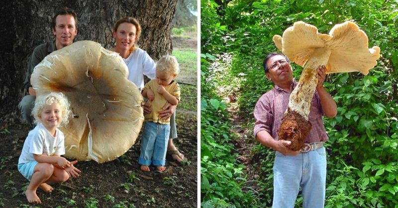 The Largest Edible Mushroom on Our Planet Owes Its Impressive ...