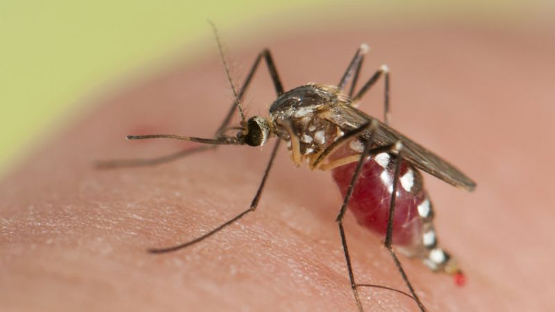 Komary nie kąsają przypadkowych osób. Nie uwierzysz, kto najczęściej jest ich celem