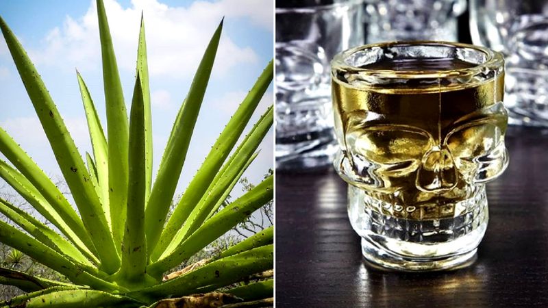 5 powodów, dla których tequila powinna być Twoim alkoholem nr 1