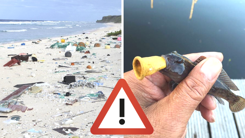 Skażone plastikiem owoce morza trują francuzów. Panika ogarnęła cały kraj