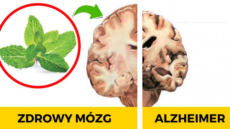 4 popularne zioła, które skutecznie chronią przed depresją, lękiem i chorobą Alzheimera