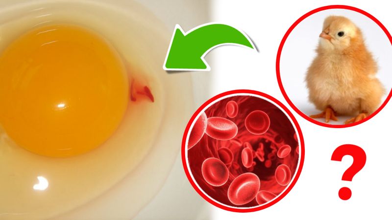 Czym jest czerwona plamka w jajku? Wiele osób czuje obrzydzenie, gdy na nią trafi