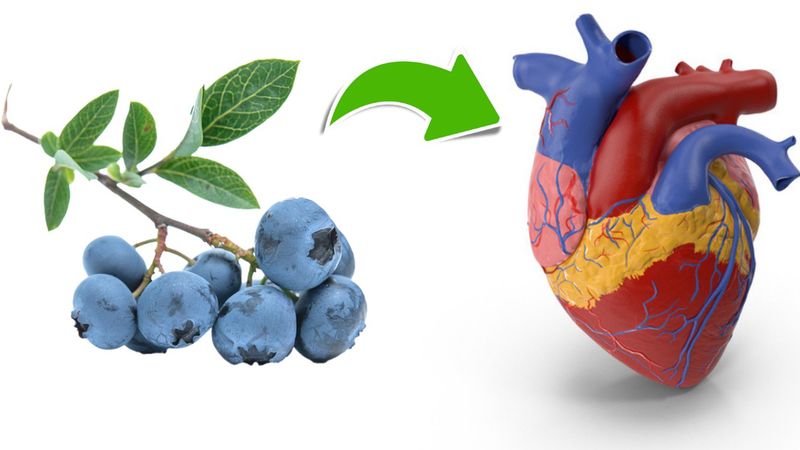 borówki zmniejszają ryzyko choroby sercowo-naczyniowej