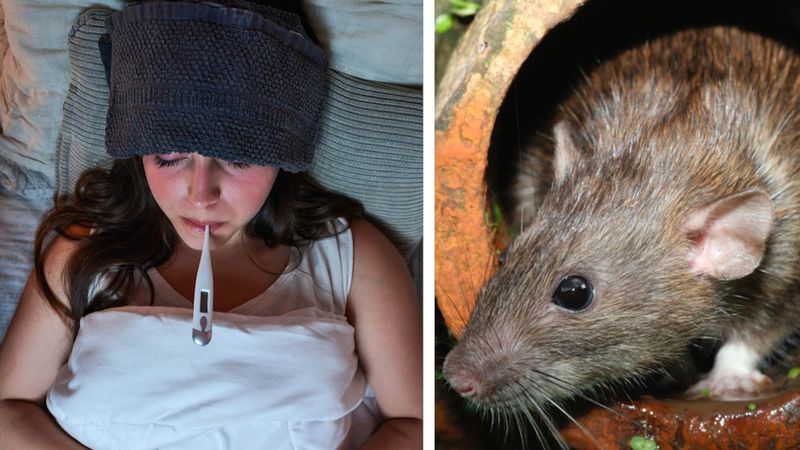 Jakie choroby przenoszą szczury i jak można się ich szybko pozbyć?