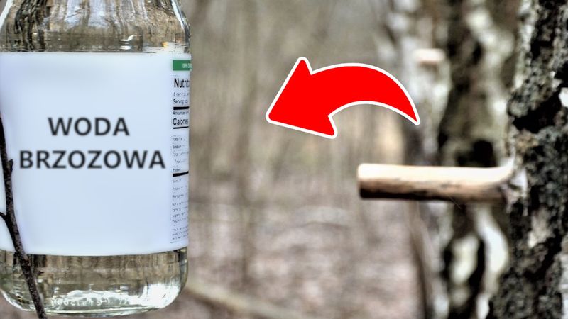 Woda brzozowa uratuje Twoje włosy i skórę twarzy. Dostaniesz ją za niespełna 10 złotych
