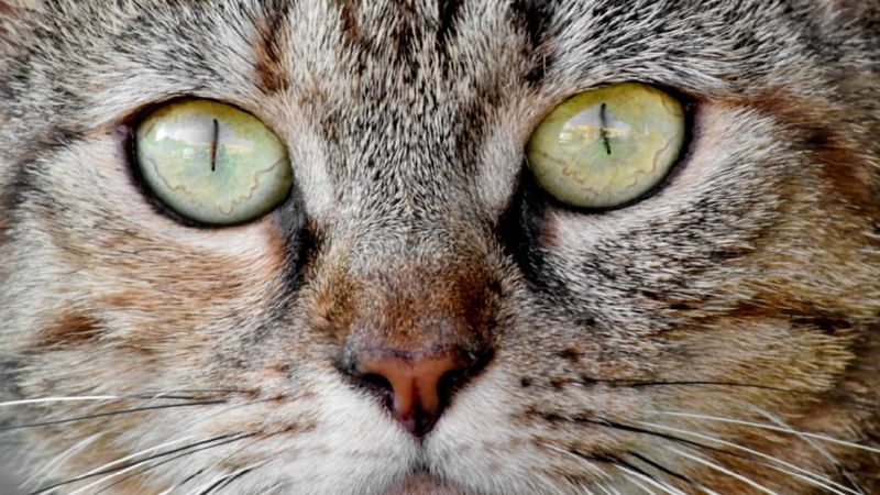 Naukowcy: „Lek przeznaczony dla kotów może chronić ludzi przed koronawirusem”