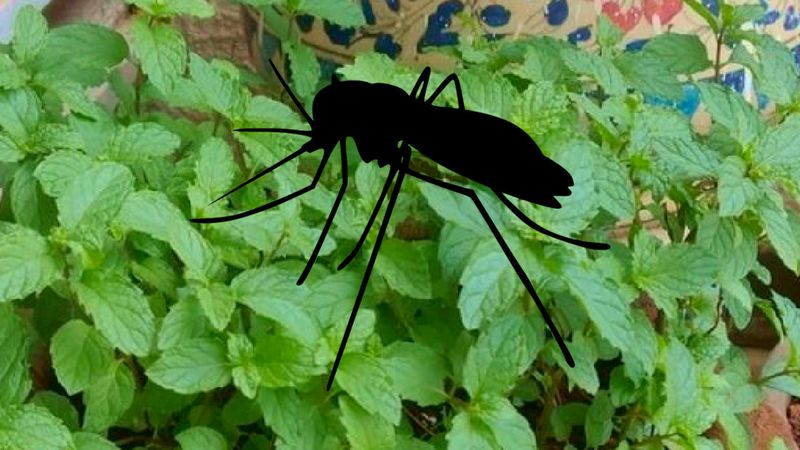 8 roślin, które skutecznie odstraszają komary i robactwa. Idealne na obecną porę roku
