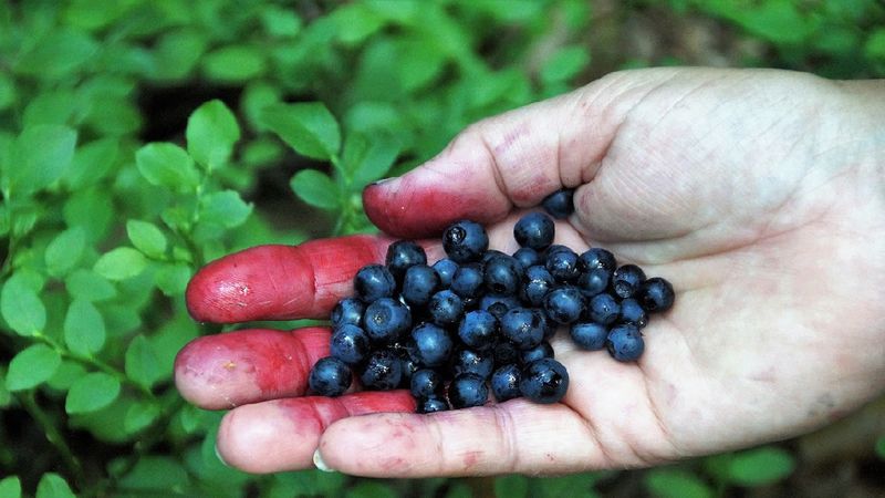 Myj jagody, borówki i maliny rosnące w lesie. Jedyny sposób, aby ustrzec się przed groźną chorobą