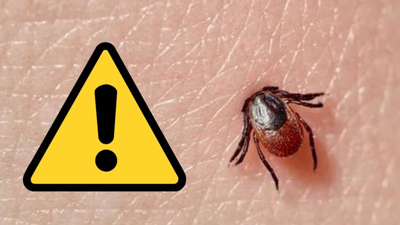 Babeszjoza – choroba przenoszona przez kleszcze, przypominająca malarię