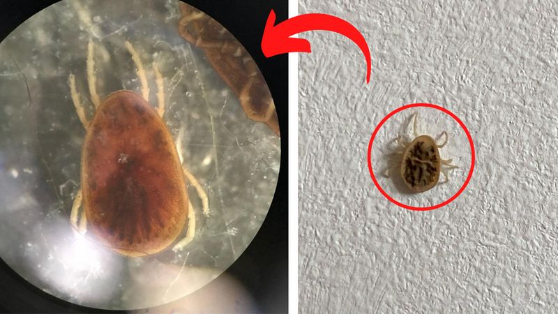 Odmiana kleszczy które mogą atakować w mieszkaniach. Ugryzienie grozi wstrząsem anafilaktycznym