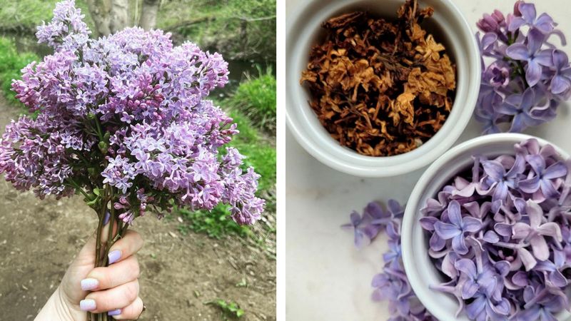 Herbata z lilaka pospolitego – jak można wykorzystać bez, aby poprawić swoje zdrowie?