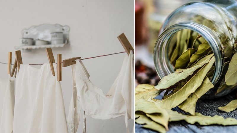 Uratuj zafarbowane ubrania, dodając liście laurowe do prania