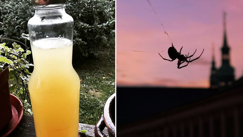 5 prostych sposobów jak pozbyć się pająków ze swojego domu. Wygonisz je szybciej niż myślisz
