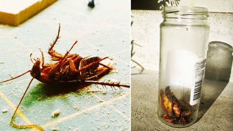 10 skutecznych i naturalnych sposobów jak pozbyć się karaluchów z domu