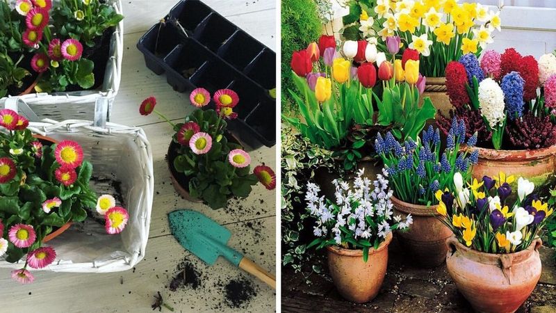9 najpopularniejszych wiosennych kwiatów do ogrodu i na balkon