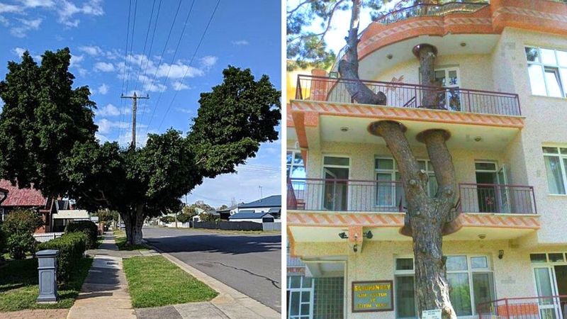 15 zdjęć ukazujących miejsca, w których drzewom pozwolono zaadaptować się do życia w mieście