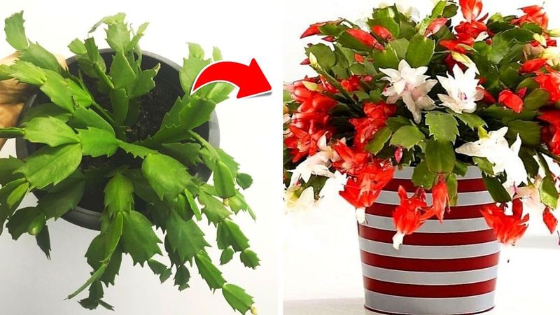 Jak dbać o kaktusy bożonarodzeniowe, aby dłużej cieszyć się pięknymi kwiatami?