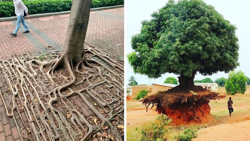 20 drzew, które przetrwają wszystko, by żyć. Z ich pragnienia istnienia można brać przykład
