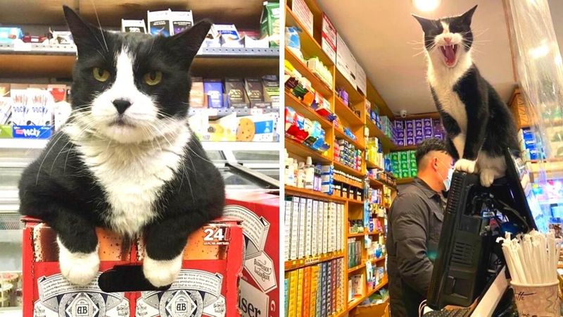 20 sklepowych kotów, które pokazują, kto tam naprawdę rządzi