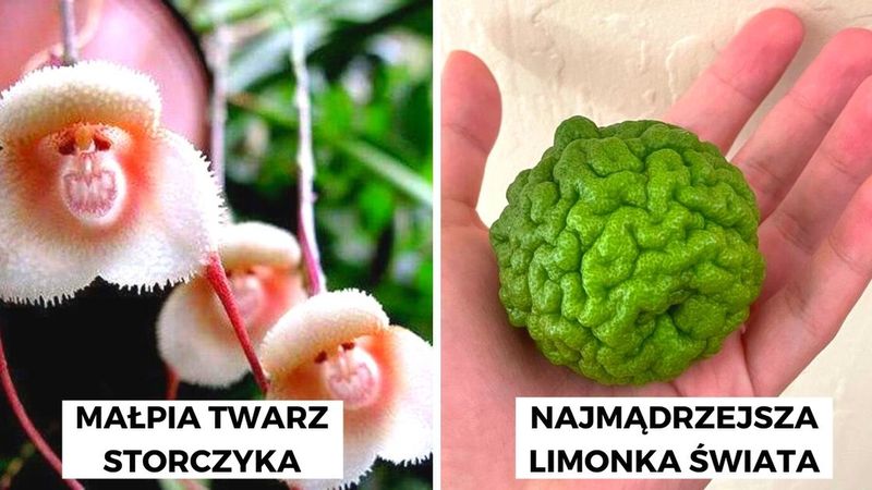 17 razy Matka Natura stworzyła coś niezwykłego i jedynego w swoim rodzaju