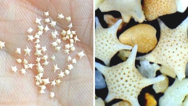 Japońska plaża pełna jest maleńkich gwiazdek ukrytych między ziarnami piasku. To dzieci bogów, które spadły do oceanu
