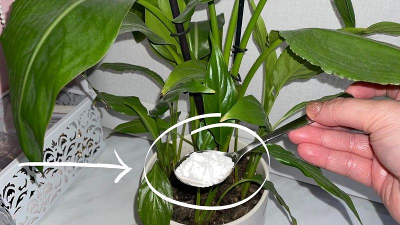 Czym podlewać rośliny, żeby lepiej rosły