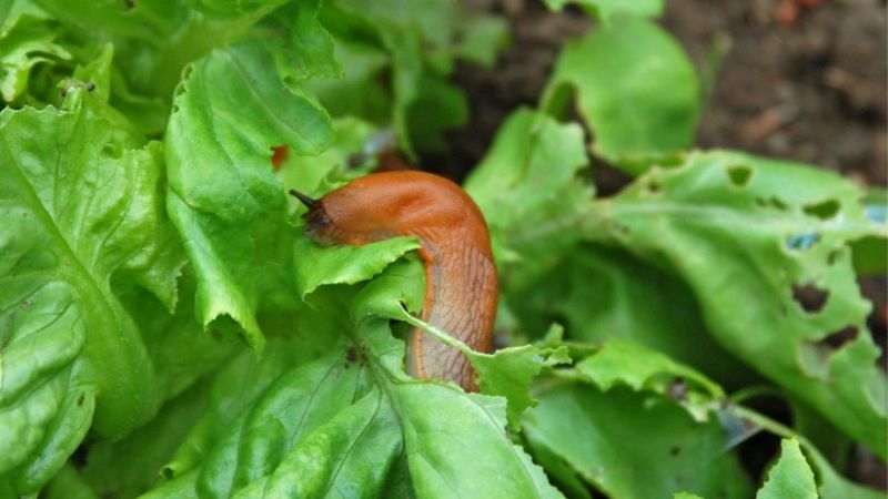 Ten sposób na ślimaki nagie w ogrodzie uratuje Twoje uprawy