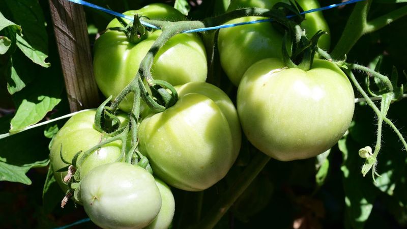 dlaczego pomidory nie dojrzewają - gałązka z zielonymi pomidorami