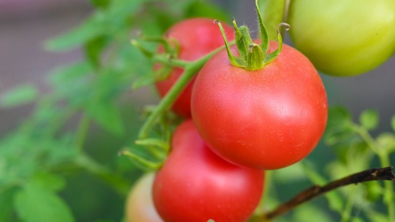 jak uprawiać malinowe pomidory w ogrodzie