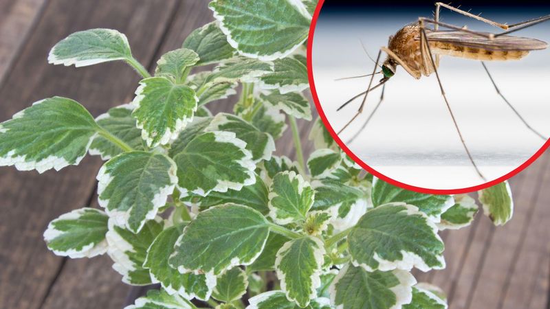 Plektrantus (komarzyca) to roślina, której zapachu komary nienawidzą