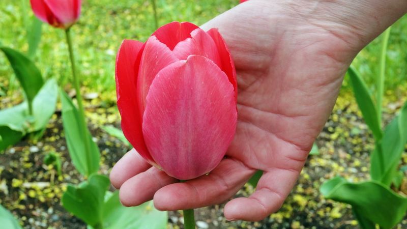 Twoje tulipany zaatakowała szara pleśń? Zwróć uwagę na jedną rzecz, a jej unikniesz