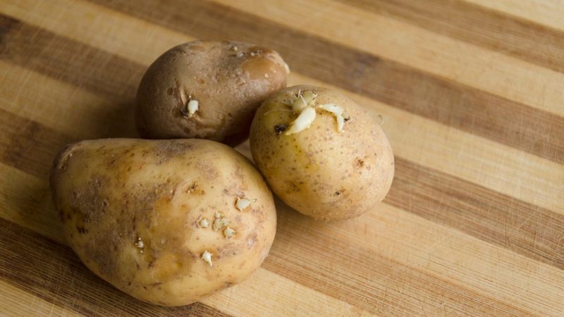 Zjeść do obiadu czy wyrzucić? Co zrobić z ziemniakami, jeśli wypuściły już pędy?